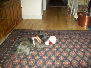 Toto playing with toy