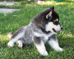 Malamute puppy