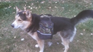 Balto with backpack