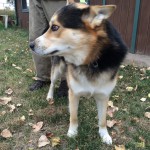 Balto, with walking leash