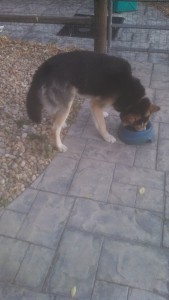 Balto: at breakfast